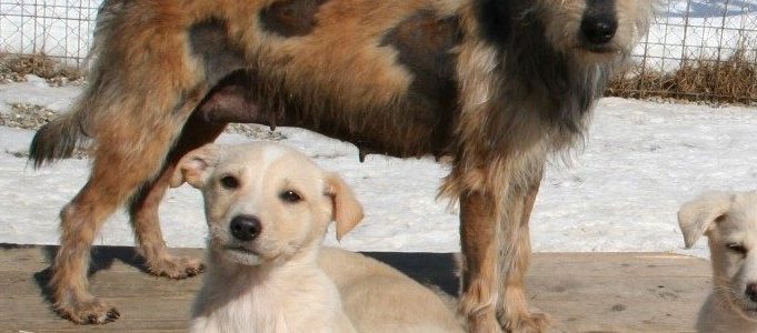Hunde Archive Freundeskreis Brunopet Tierschutz In Rumanien