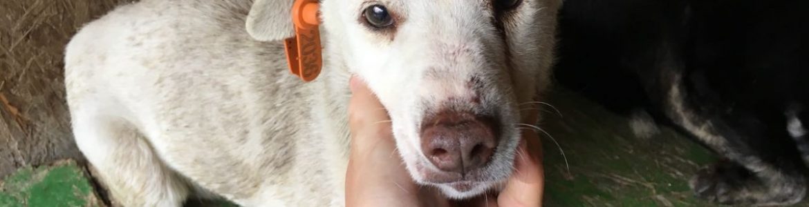 Hilfe für Hunde aus Slatina