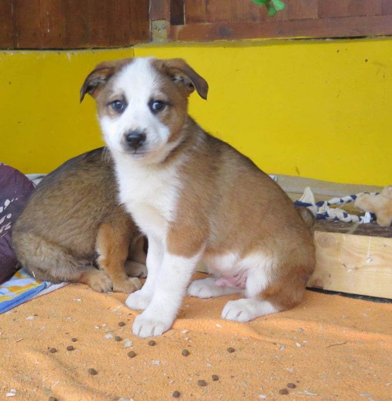 Brayden - Rüde - Freundeskreis Brunopet - Tierschutz in ...