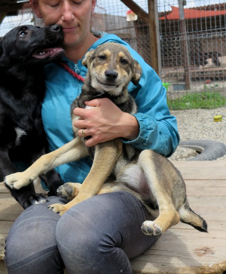 Tine Hündin Freundeskreis Brunopet Tierschutz in Rumänien