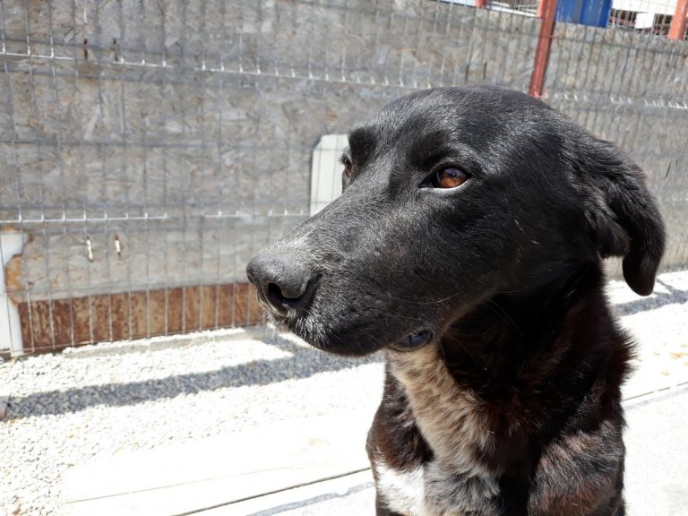 Crippin Rüde Freundeskreis Brunopet Tierschutz in Rumänien