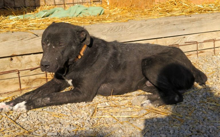 McClane Rüde Freundeskreis Brunopet Tierschutz in Rumänien