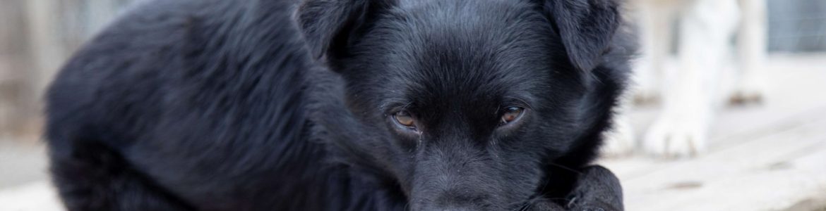 Die Fahrt des schwarzen Hundes – oder: Wenn 26 eine Reise tun (17.09.2023)