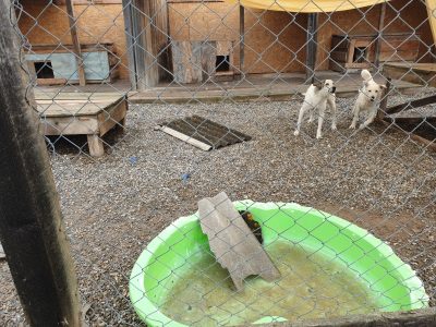 Sturmschaden im Tierheim, wir brauchen Hilfe! - Freundeskreis Brunopet -  Tierschutz in Rumänien