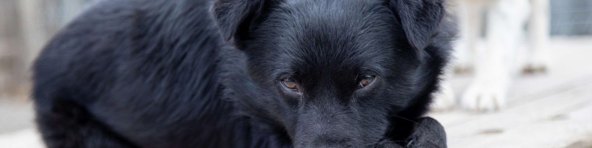 Die Fahrt des schwarzen Hundes – oder: Wenn 26 eine Reise tun (17.09.2023)