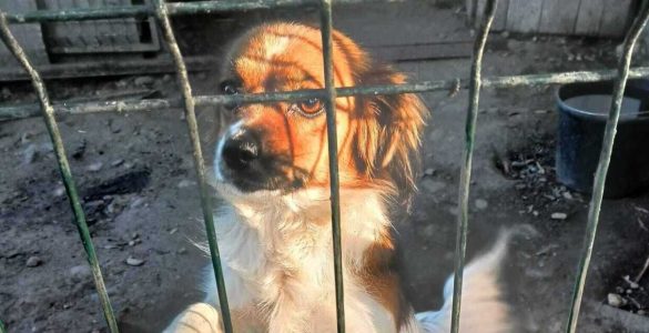 Hilfe für die Hunde aus Rovinari – denn Tierschutz endet nicht am eigenen Tierheimtor