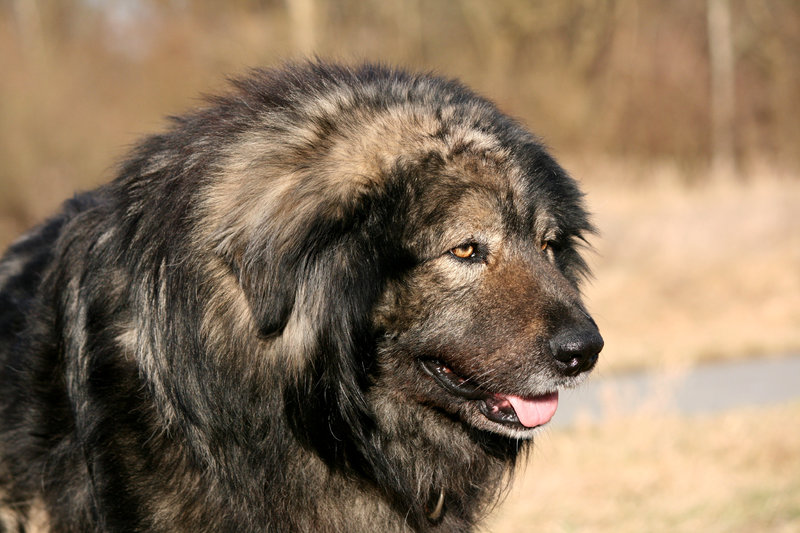 Der rumänische Hund Freundeskreis Brunopet Tierschutz in Rumänien