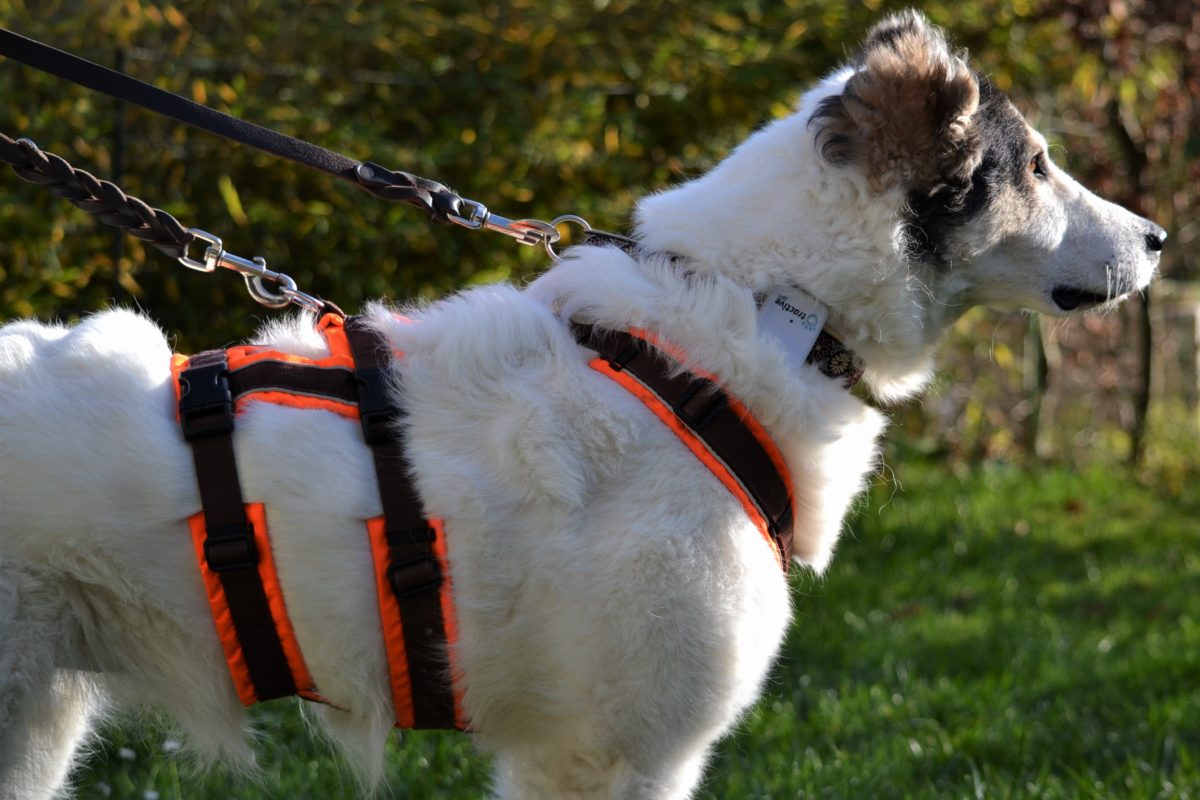 Das richtige Sichern von Hunden Freundeskreis Brunopet Tierschutz