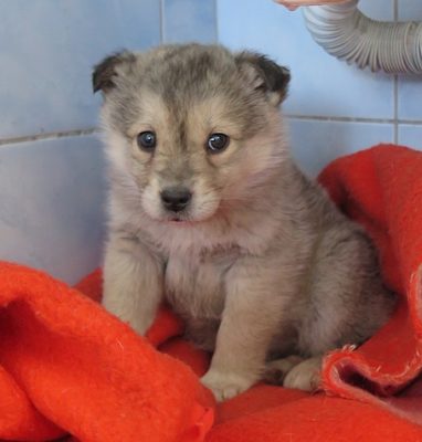 lejr Tranquility Bungalow Hundewelpen in Not - Freundeskreis Brunopet - Tierschutz in Rumänien