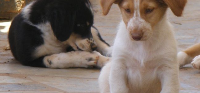Notruf: Hilfe für die Hunde von Paros