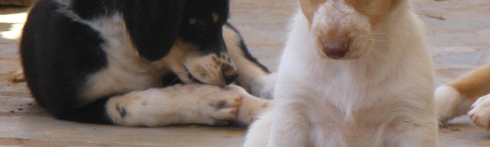 Notruf: Hilfe für die Hunde von Paros